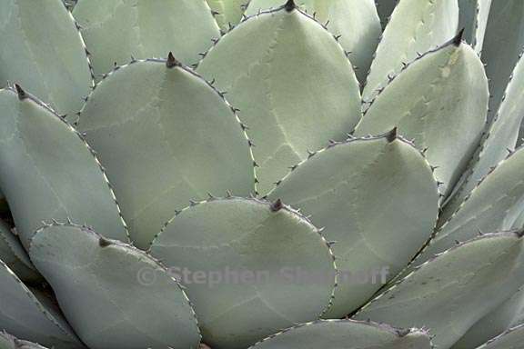 agave parryi var huachucensis 2 graphic